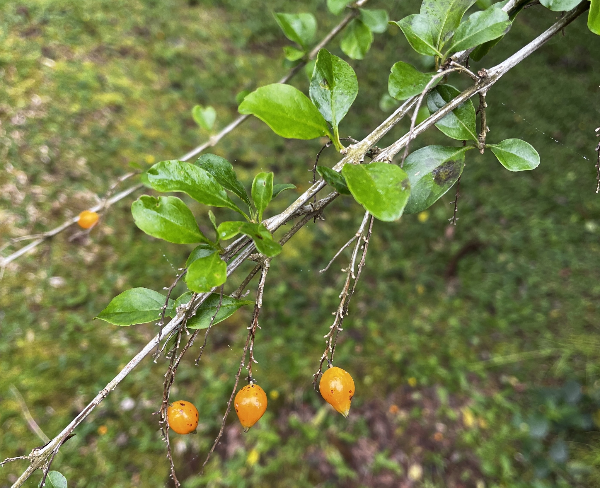 Duranta erecta