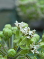 Asclepias notha