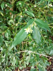 Sarcococca