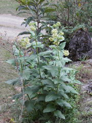 Asclepias notha