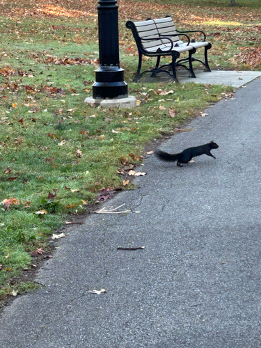 Eastern Gray Squirrel