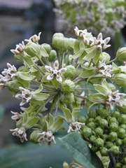 Asclepias notha