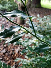 Sarcococca