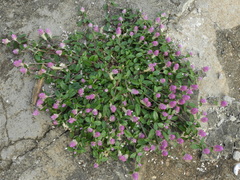 Gomphrena celosioides