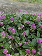 Gomphrena celosioides