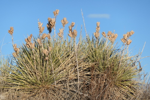 Great Plains yucca
