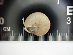 Euchemotrema fraternum