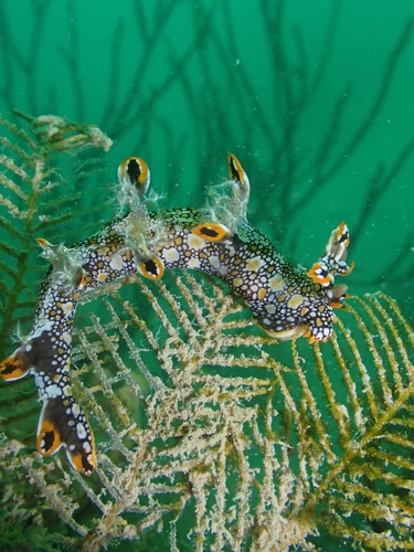Photo of Eel bornella (Bornella anguilla)