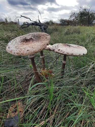 Grote parasolzwam