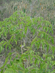 Aralia warmingiana