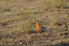 Gallus lafayettii