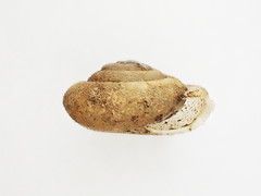 Euchemotrema fraternum