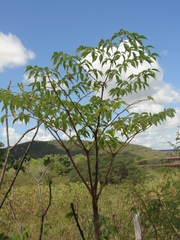 Aralia warmingiana