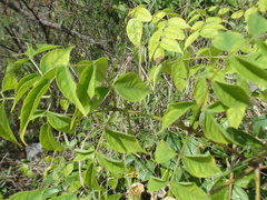 Aralia warmingiana