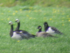 Branta hutchinsii hutchinsii