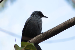 Melanotis caerulescens