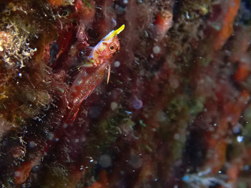 Rhinoceros triplefin (Helcogramma rhinoceros) — Tripterygiidae