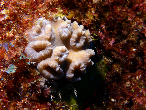 Swollen Candy Cane Coral