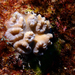 Swollen Candy Cane Coral