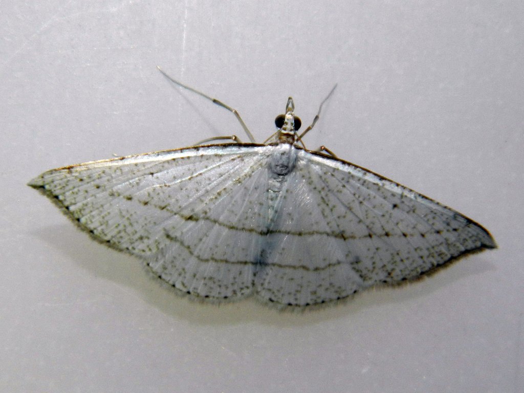 Zanclopteryx mexicana