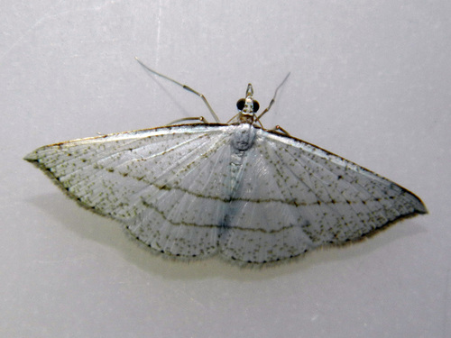 Zanclopteryx mexicana