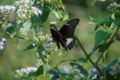 Heraclides androgeus epidaurus