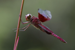 Camacinia gigantea