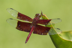 Camacinia gigantea