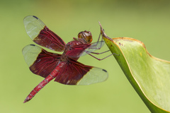 Camacinia gigantea