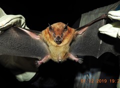 Highland Yellow-Shouldered Bat photo 5