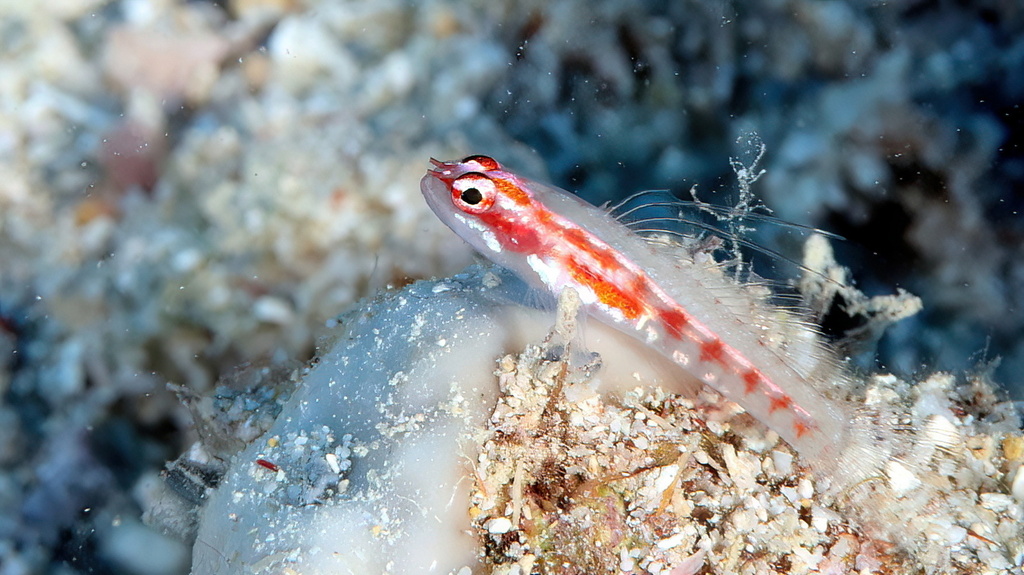 Adorned Dwarfgoby
