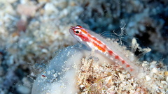 Adorned Dwarfgoby photo 1
