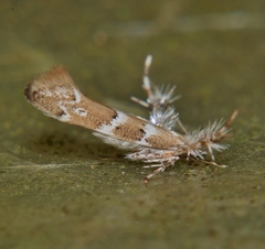 Pyroderces