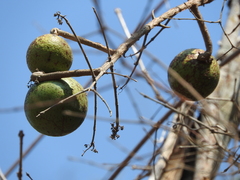 Strychnos brachistantha