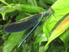 Atrocalopteryx atrata