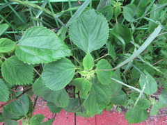 Boehmeria nivea