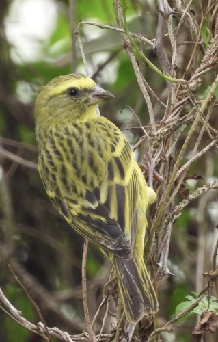 Western Citril (Crithagra frontalis), photo 4