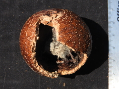 Strychnos brachistantha