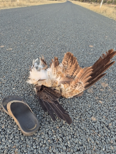 Whistling Kite