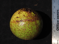 Strychnos brachistantha