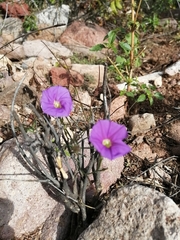 Ipomoea ternifolia leptotoma