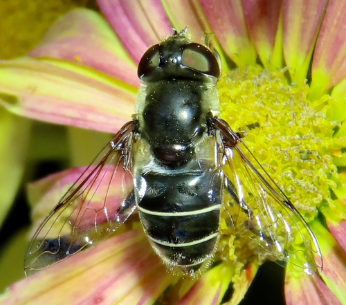 Unknown species found near 1201 Caroline St, Fredericksburg, VA 22401, USA