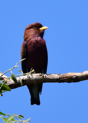 Eurystomus glaucurus suahelicus