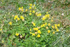 Crepis pyrenaica