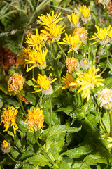 Crepis pyrenaica