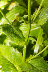 Crepis pyrenaica