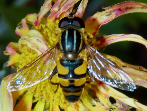 Unknown species found near 1201 Caroline St, Fredericksburg, VA 22401, USA