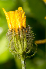 Crepis pyrenaica