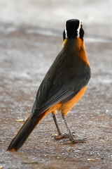 Cossypha heuglini heuglini