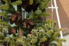 Picea omorika
